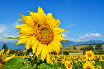 sunflower field, beautiful yellow flowers