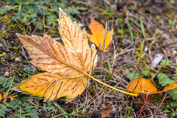 Red and yellow  leave in autumn in the park
