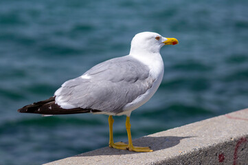 Seagull standing on a wall next to sea