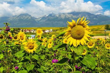 Sunflower field, beautiful Tatra Mountains landscape in the background