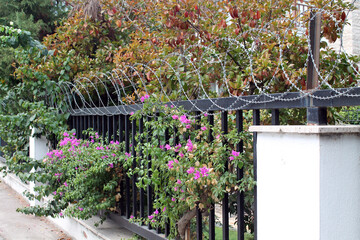 Iron fence with white stone posts, barbed wire, against the background of a flowering plant bougainvillea and yellow leaves of a shrub. Combination of protective wire and beautiful plants