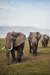 Fototapeta na wymiar elephant walking freely in forest.