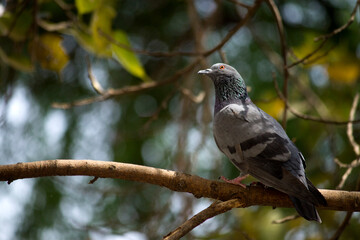 Indian pigeon resting on tree branches.