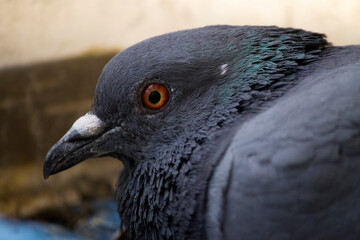 Indian pigeon resting on tree branches.
