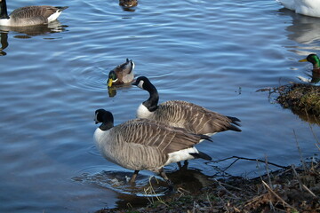 country goose on the water