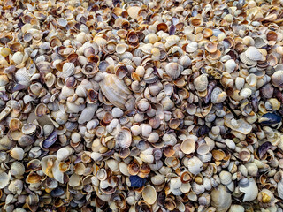 Sea Shells, background