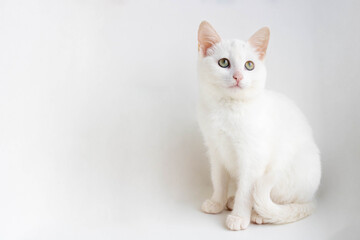 White cat sitting on a white background, looking up. Space for your text