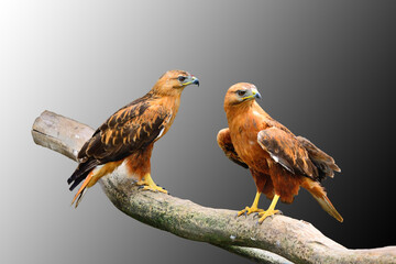 Two falcon sitting on a log