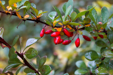 the fruit of barberry in the drops of rain on the blurred background