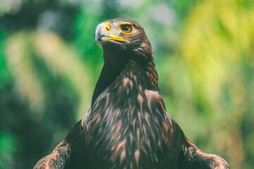 Retrato de Águila Real en México
