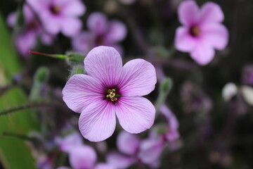 close up of a flower