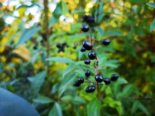 Wilde Vogelbeeren