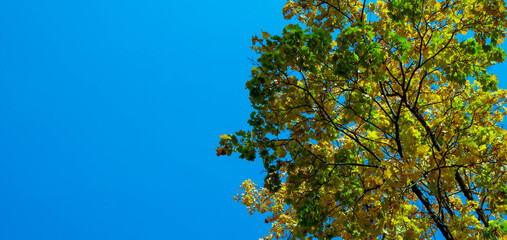 Autumn view of maple leaves against a blue sky. Autumn trees and clear blue sky