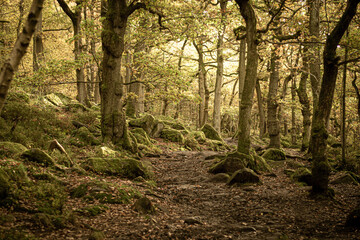 morning in the forest