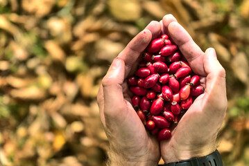 Top view of man's hands holding rose hips on fallen autumn yellow leaves background. Beautiful big male hands holding autumnal harvest. Wild eatable berries. Copy space. County Wicklow, Ireland