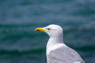 Seagull watching