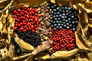 Beautiful autumnal harvesting background with blackberries, rose hops, sloe berries, hawthorn...