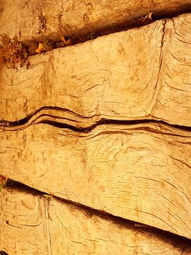 Trimmed And Prepared Section Of Large Mature Tree Trunk Showing Significant Central Weakness And Cracking