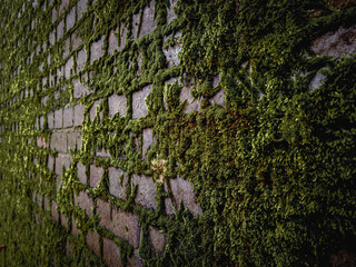 background of overgrown green wall