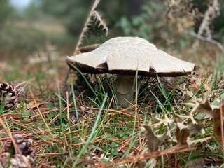 Beautiful mushrooms in the forest