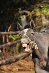 Grey foal yawns in a paddock