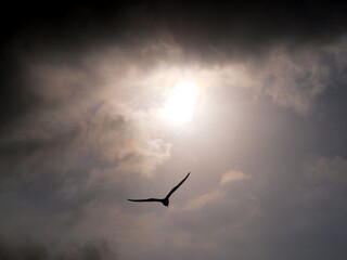 Large bird on the background of a dramatic sky