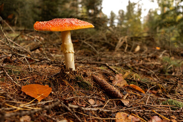 Fliegenpilz im Herbstwald