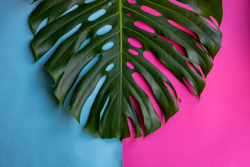 Large monstera leaf on a blue-pink background