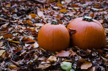 pumpkins and autumn leaves