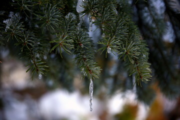 Fir branches with icicles, in winter