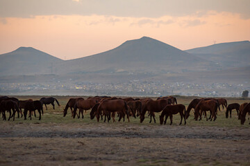 Wild horses and cowboys in the dust at sunset