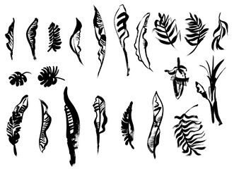 set of banana palm and leaves painted in black paint on a white background for prints and design patterns for textiles and fashion shows