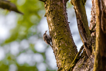 Pełzacz leśny Certhia familiaris zbiera owady dla swojego potomstwa, mały ptak pełzający po korze drzewa