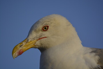 close up of a seagull