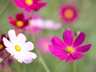 Fototapeta premium コスモスの花