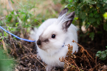 little white decorative rabbit walking in nature on a leash