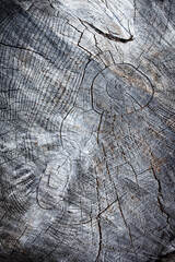 Fototapeta premium detail of abstract crack shapes on a tree trunk