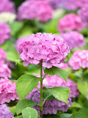 ピンクのアジサイの花