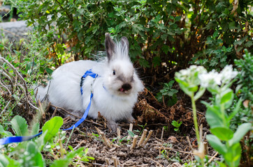 little white decorative rabbit shows tongue and walking in nature on a leash