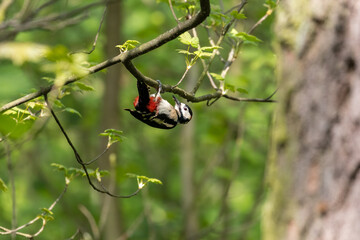 Dzięcioł duży Dendrocopos major pozuje ładnie na drzewie, zwinny ptak, wysportowany akrobata