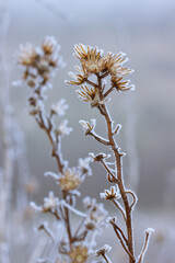 dos ramas paralelas de flores secas recubiertas de hielo.