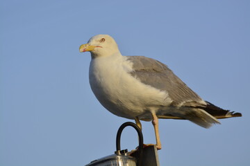 seagull on a blue sky