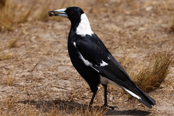 Australian Magpie feeding on insect