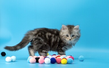 Fototapeta na wymiar Kitten on a blue background