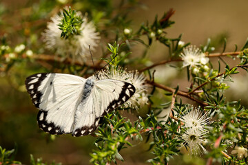 Caper White Butterfly feeding at Tick Bush flowers