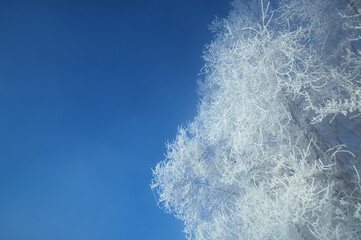 Frosty branches of the winter trees and the blue sky. Winter background