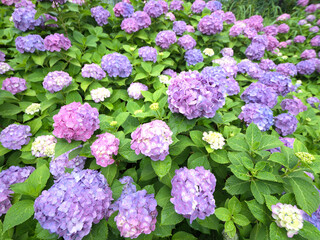 ピンクのアジサイの花