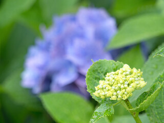 雨上がりのアジサイの花