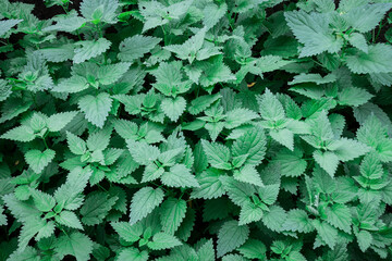 green leaves background
