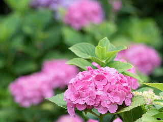 ピンクのアジサイの花